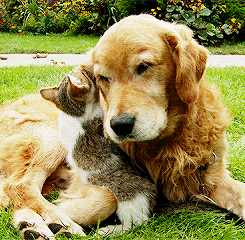 aplacetolovedogs:  Awwwww sweet :) For more