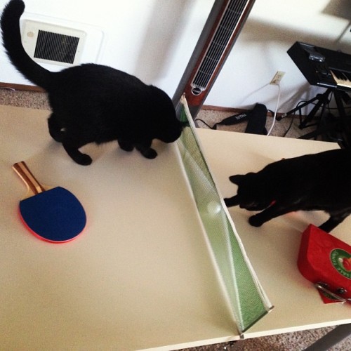 Best day off EVER. #cats #TableTennis #adorable