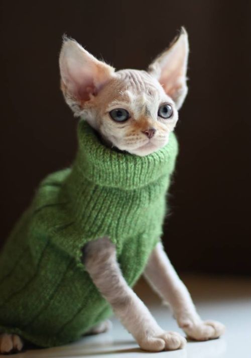 pineapplemachine: pineapplemachine:  Psa! Wtf is wrong with people who dont like hairless cats. They can wear sweater cuz They. Are. Nakey. GOBLINSSSS!!!  I bring u proof 