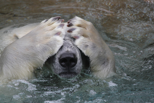 marinemammalblog:  Polar Bear by R_P_F on Flickr.