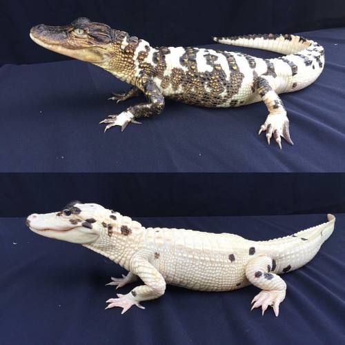 pinkoddity73:Beautiful gators!