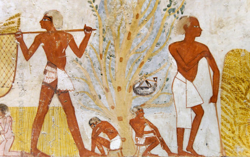 spiritsdancinginthenight: Harvest scene in Menna’s tomb at Luxor. This harvest scene in Menna&