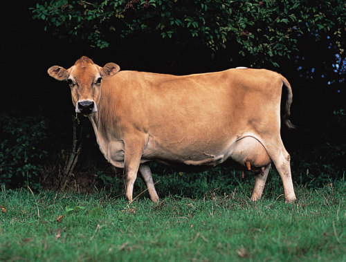 ainawgsd:Wild type vs Domestic mutations-Cattle (dairy breeds)The aurochs (Bos primigenius), is an e