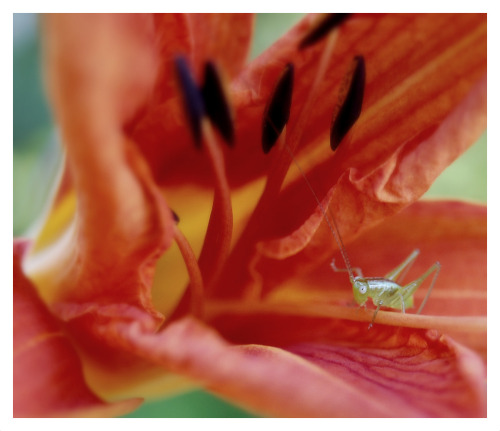 fatchance: Past flowers. Yesterday I returned to old photos of my kitchen garden back in Virginia. T