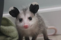 opossummypossum:  he yell at nothing :v 