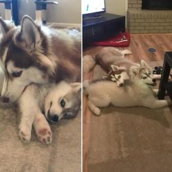 awwww-cute:  Some things never change. Except