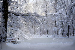 tulipnight:  Forest Pond Snowscape by Patrick Frank