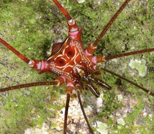 glumshoe:I have such a love for weird South American opiliones. These are harvestmen–also called dad