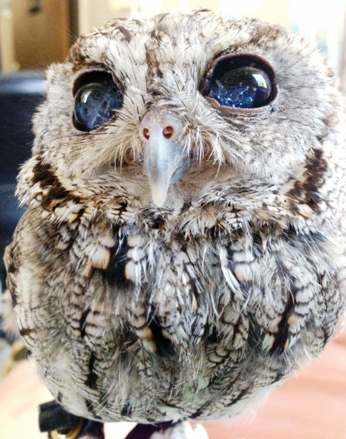 becausebirds:Zeus, the cosmic owl with a galaxy in its eyes.This adorable Screech Owl is blind and l