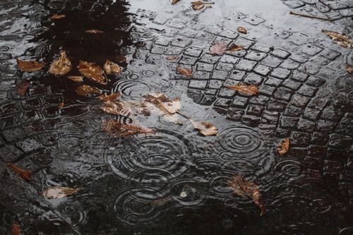 white-pumpkin:autumn rain