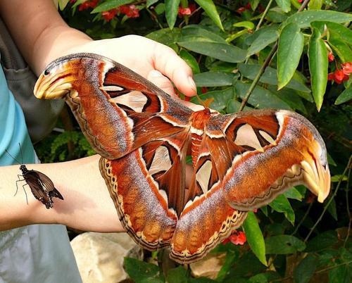  World’s Largest Moth Photographer, Sandesh Kadur, captured this image of the world’s largest moth in North-East India. The Atlas moth is named after the intricate, colourful map-like patterns on their wings. With a one foot wingspan, I don’t