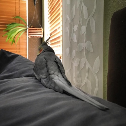 Sleeping grey bird on grey pillowcase. #scarlett #naptime #cockatiel #cockatielsofinstagram 