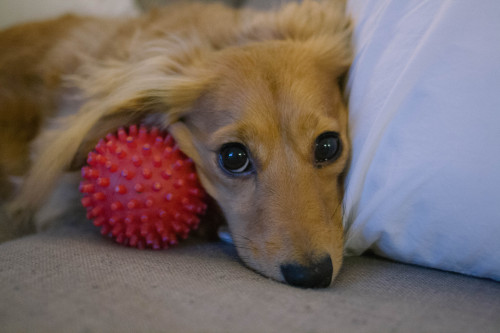 flyingwithlostboys: heartsandwheels: this is eve. she’s a long hair dachshund and seven y