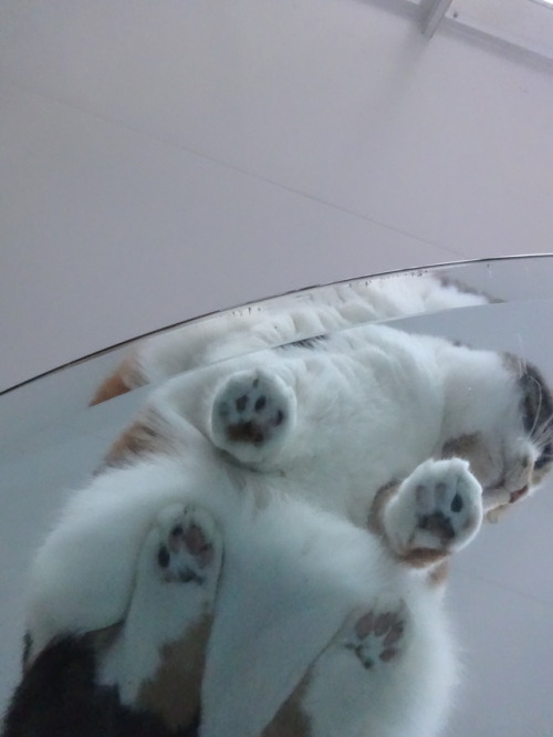 dixieandherbabies:Dixie and her babies.Merry Christmas!!!!  Here are some beans!!!  You&rs