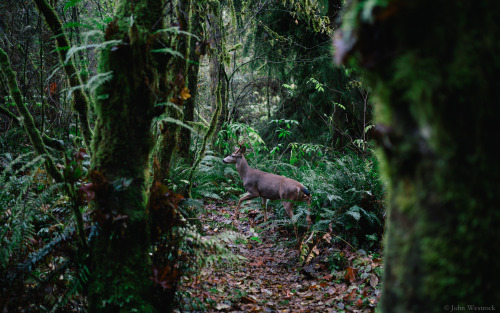itakephotosofallthethings:  Autumn Walker Issaquah, WA More photos by John Westrock on Flickr. 