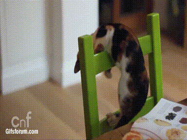 ivegotfreewifi:  69shadesofgayy:  validatemyselfhate:  biliouskaiju:  My new favorite gif set.   how do cats stay alive for more than three seconds  hahahahahahahahaha  and that’s why cats have to have 9 lives. because they are stupid. 