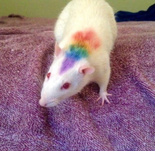 Gay Rat Gay Rat Gay Rat  Gay Rat Gay Rat Gay Rat Gay Rat Gay Rat Gay Rat Gay Rat Gay Rat Gay Rat Gay