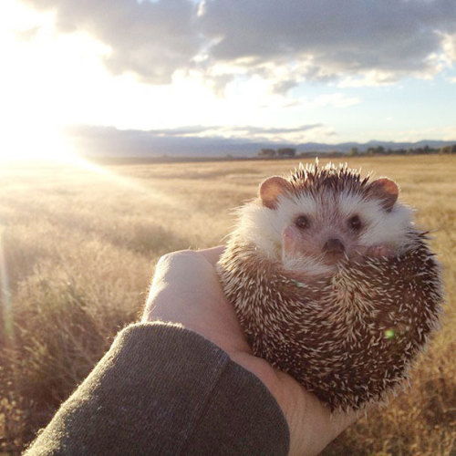 indoor-plants:  fairylene:  the adventures of a cute hedgehog ｡◕‿◕｡  So fucking majestic 