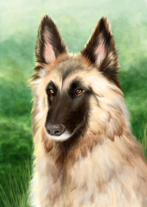 Study of Kaisa. Met her once, and she was a very good girl! Made as memento for the late dog of my c