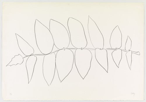 ellsworth-kelly: Ailanthus Leaves I (Vernis du Japon I) from Suite of Plant Lithographs, Ellsworth K