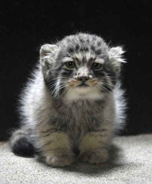 xinashouse:  lookatthatfuckinganimal:  plumbunnie:  I’ve posted them before, but omg, these never get old. Otocolobus manul / Pallas Cat / fattymcfatfat <3  One of my life goals is to have the death glare of a pallas cat.  I see the resemblance.