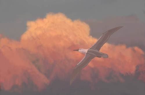 Aldiomedes, an albatross from the Pliocene of New Zealand