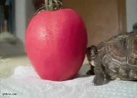 babyanimalsdaily:  Follow Us for More BABY ANIMALS DAILY  Me when i make a sandwich
