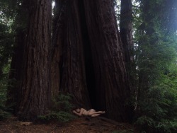 junestpaul:@the–great-catsby in a redwood