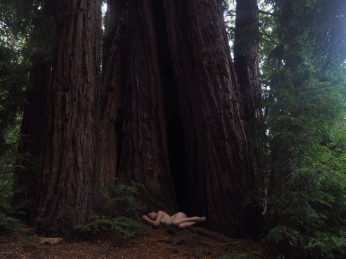 XXX junestpaul:@the–great-catsby in a redwood photo