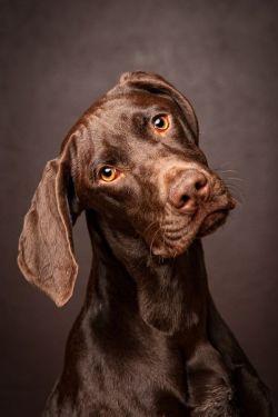 craftedincarolina:  German Shorthaired Pointer.