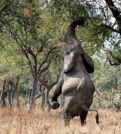 amitrips:  What does an elephant when not reaching the greens, North Luangwa, Zambia.  Photo by @javiergarribas (Instagram) 