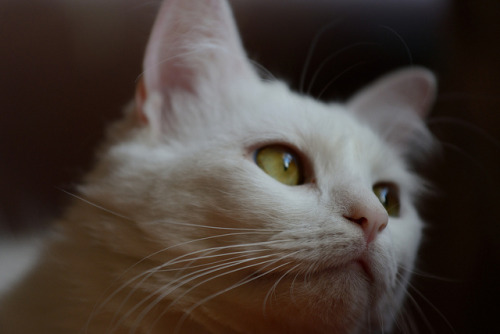 Introspective Kitty by Ben Reese on Flickr.