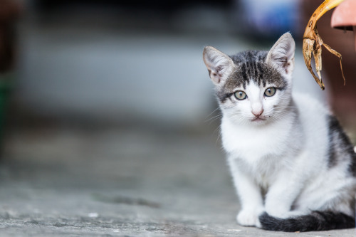 catycat21:Anafi Cat por Derek GiovanniPor Flickr:This cute little kitten wanted its picture taken!