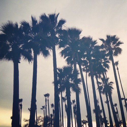 Summertime Madness 2014. Every weekend is full of to much to do. Wouldn’t want it any other way. #iphoneonly #makeityours #igers #nomadstatus #coachella #lbgp #idrc #whatelse #love #life #liveitup #palmtrees #iphoneography #art #rommelestrada