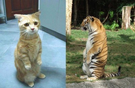 wannajoke:  Cats Will Be Cats