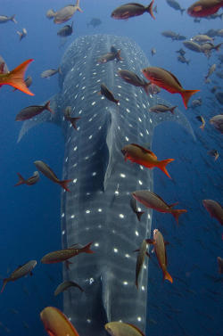 snorl-x:  Whale Shark Rhincodon Typus Swimming