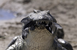 thepredatorblog:  Nile crocodile with a tasty treat! (by lyn.f)