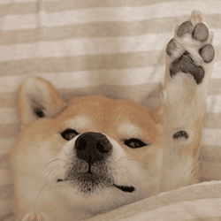 Featured image of post Shiba Inu Icon Tumblr Download for free in png svg pdf formats