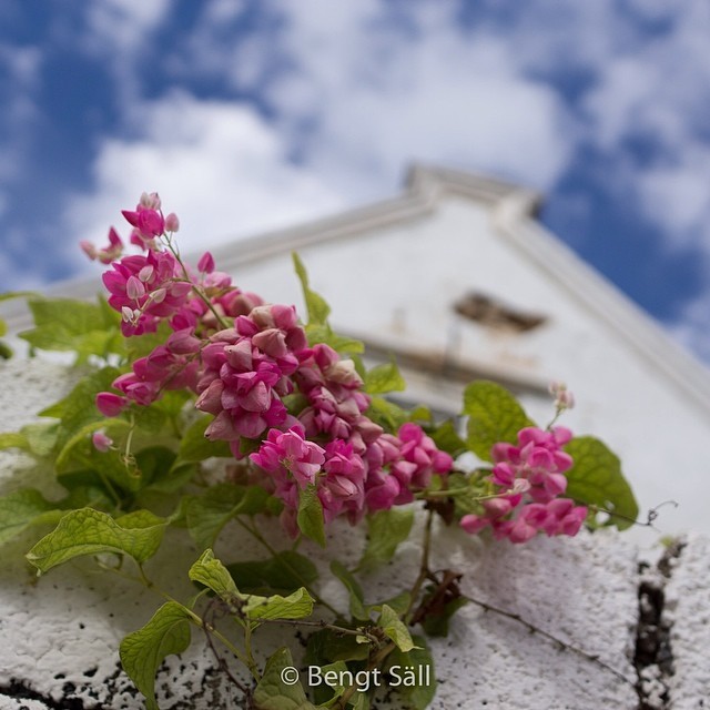 Curacao, flowers #skye #beautiful #pink #blue #clouds #picoftheday #safeandsounpictures #bengtsall #sereene #happy