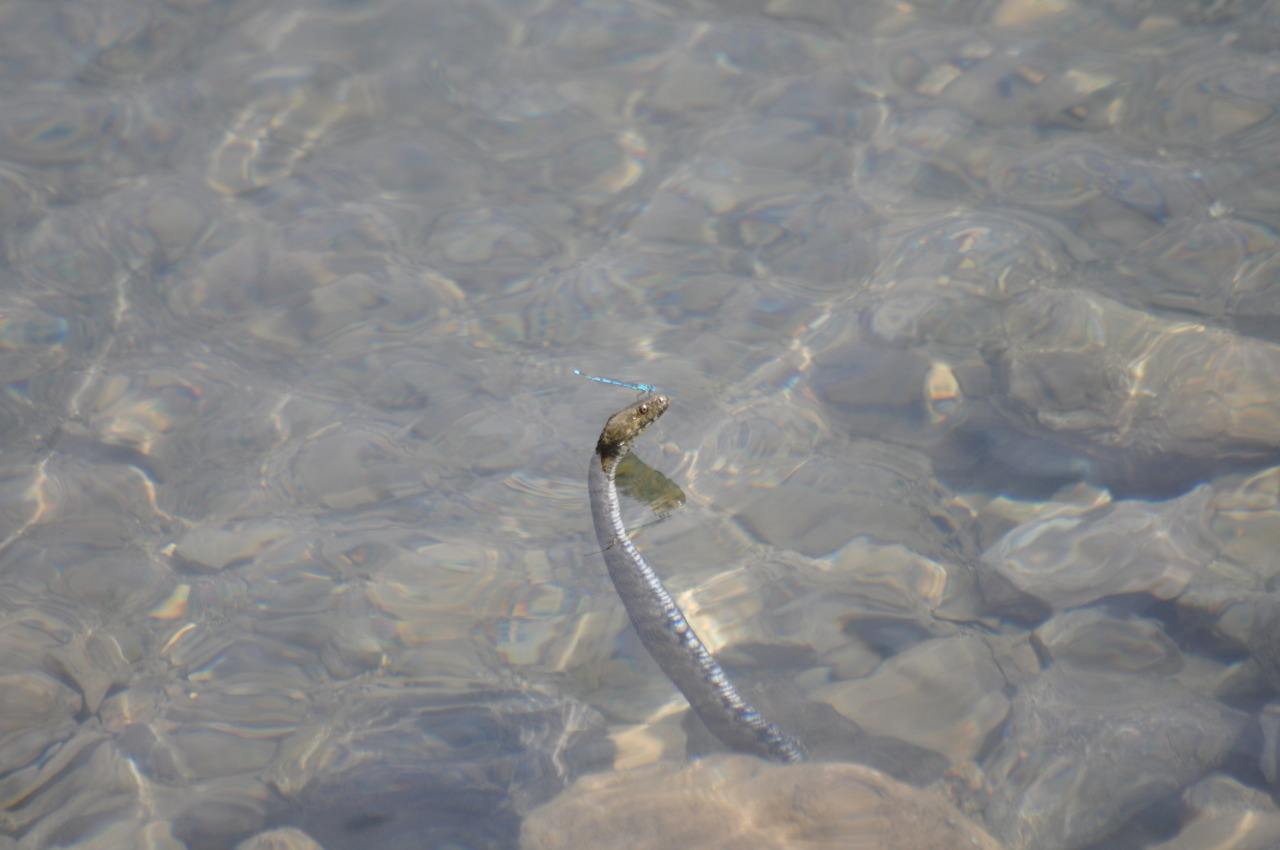 rate-my-reptile:  hunting-for-beasts:  This lil guy was just chillin’ in the water