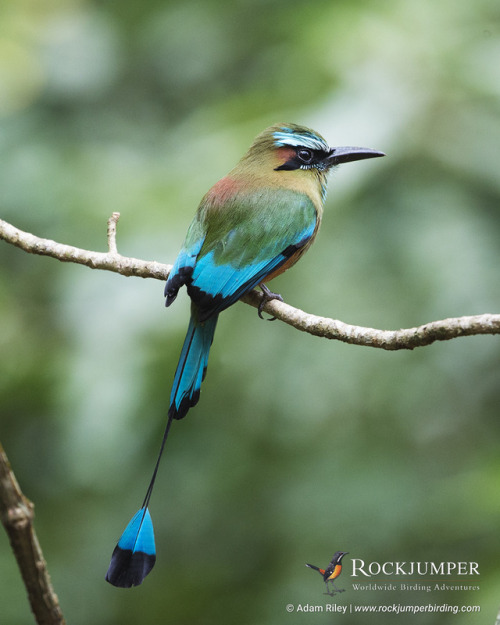 rockjumperbirdingtours:Photo of the Day – The Turquoise-browed Motmot (Eumomota superciliosa) 