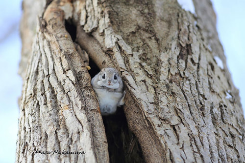 awesome-picz: Japanese And Siberian Flying Squirrels Are Probably The Cutest Animals On Earth.