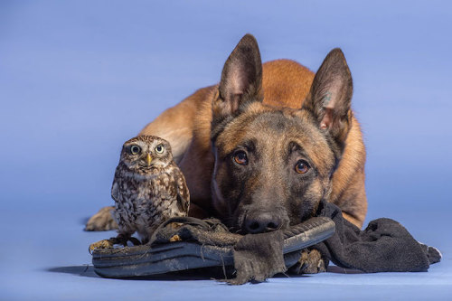 flowisaconstruct:mymodernmet:Dogs may be man’s best friend, but Ingo the shepherd dog’s special buddy is Poldi, a little owl who loves to pose for pictures and cozy up to his canine pal. Germany-based animal photographer and collage artist Tanja Brandt