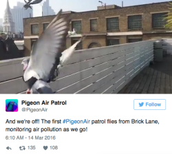 the-future-now:   London’s air is now being monitored by these pigeons For many city-dwellers, pigeons have a reputation as  repugnant creatures — “rats with wings,” if you will — but in London, a  handful of them are doing their part to tackle