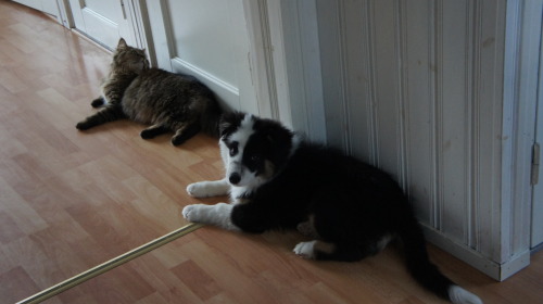 panchovypaste:  Jack the Australian shepherd turns 1 on Jul 26th. Congrats buddy! 