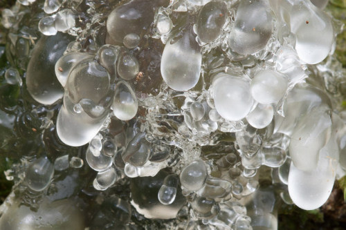 emerald-of-the-eight:A clear jelly fungus [Tremella sp], with the shape and texture of melting ice. 