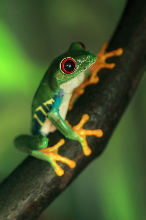 drxgonfly:  Red-Eyed Tree Frog (by beth keplinger) 