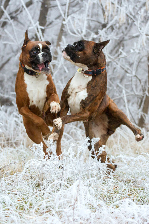 plasmatics-life:Winter games ~ By Yaroslava Bulanova