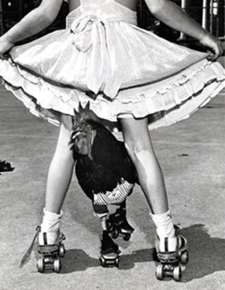 Leigh Wiener - Skating Rooster, 1954.