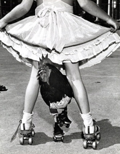 XXX Leigh Wiener - Skating Rooster, 1954. photo